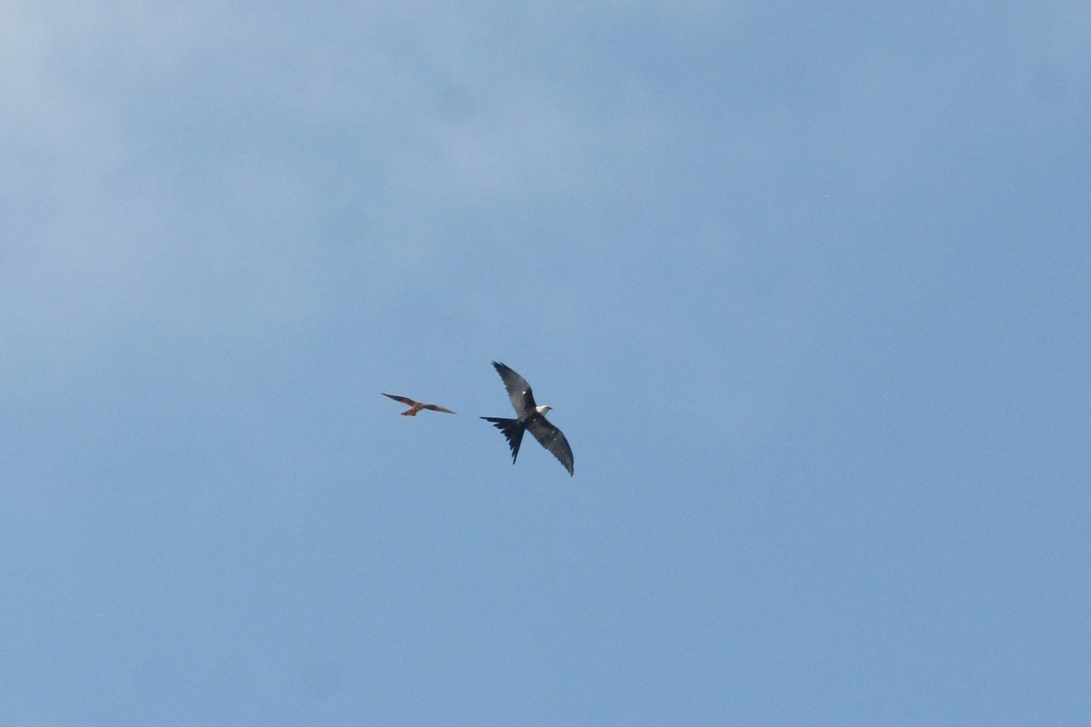 Swallow-tailed Kite - ML622390190