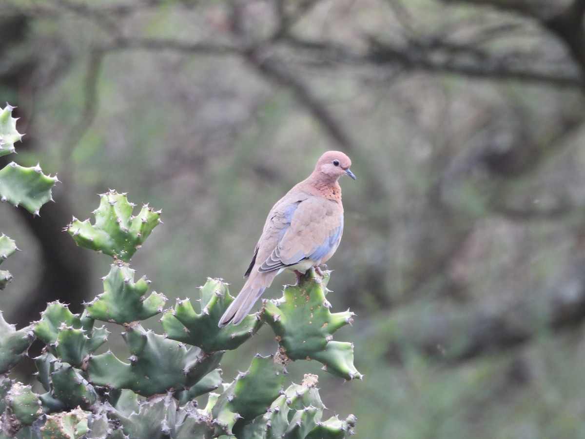 Tórtola Senegalesa - ML622390226