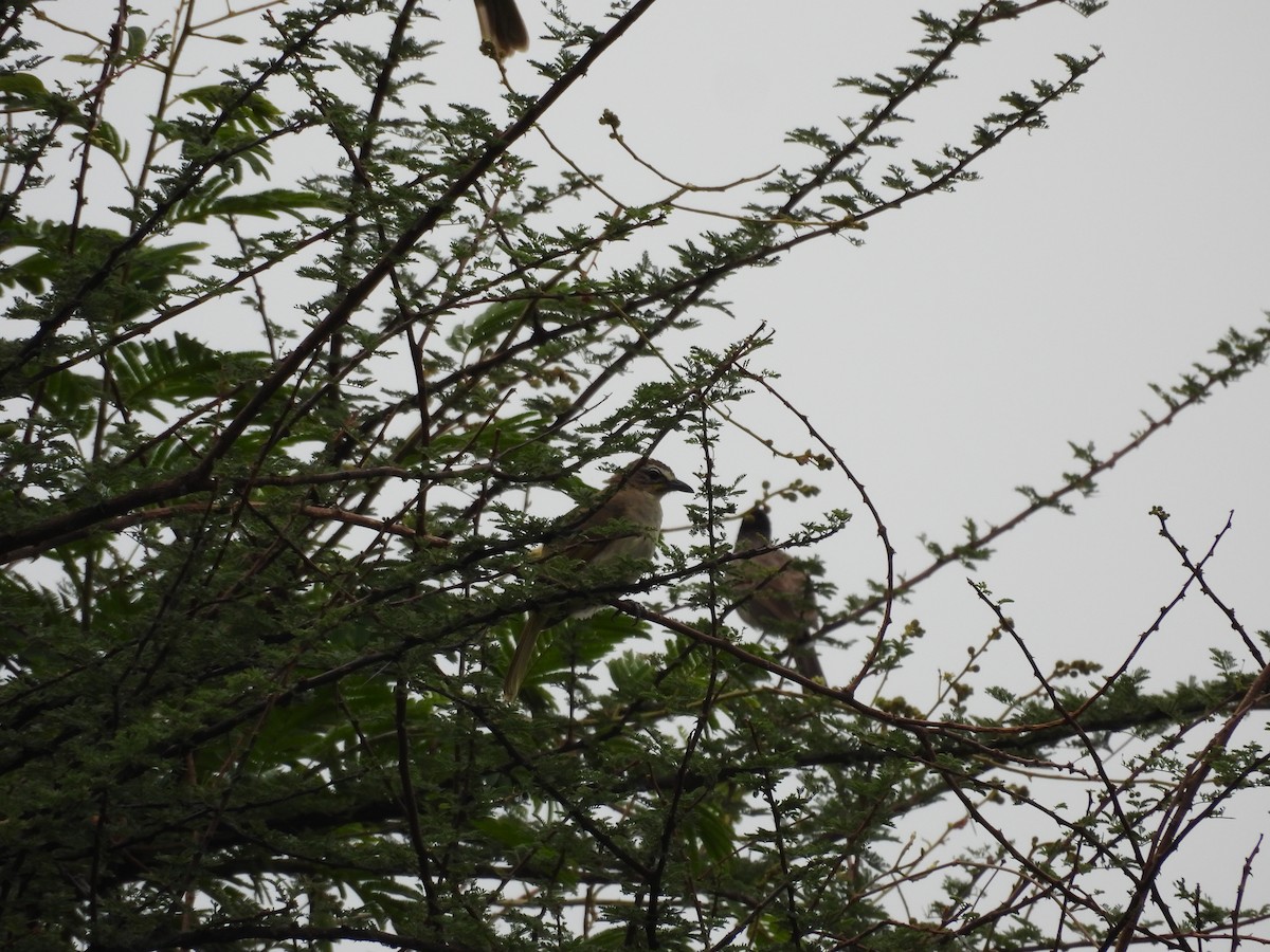 White-browed Bulbul - ML622390240