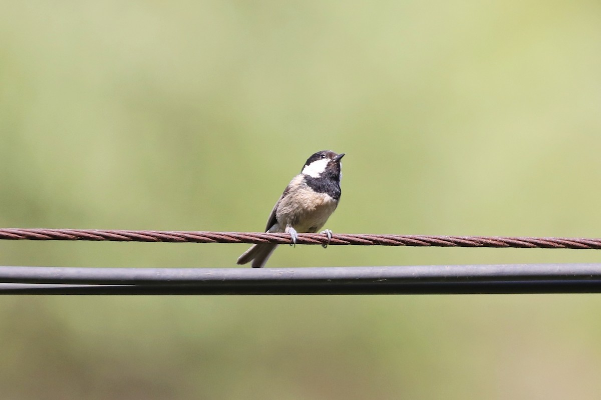 Coal Tit - ML622390292