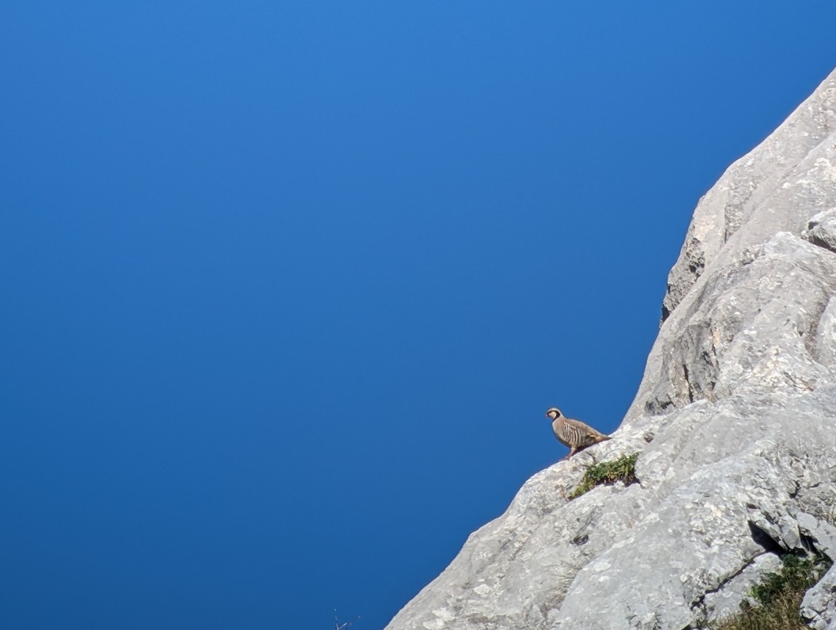 Rock Partridge - ML622390293