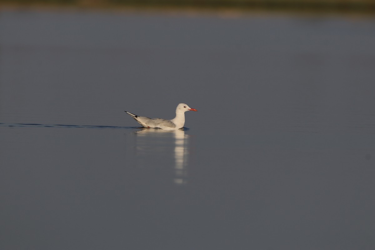 Gaviota Picofina - ML622390300