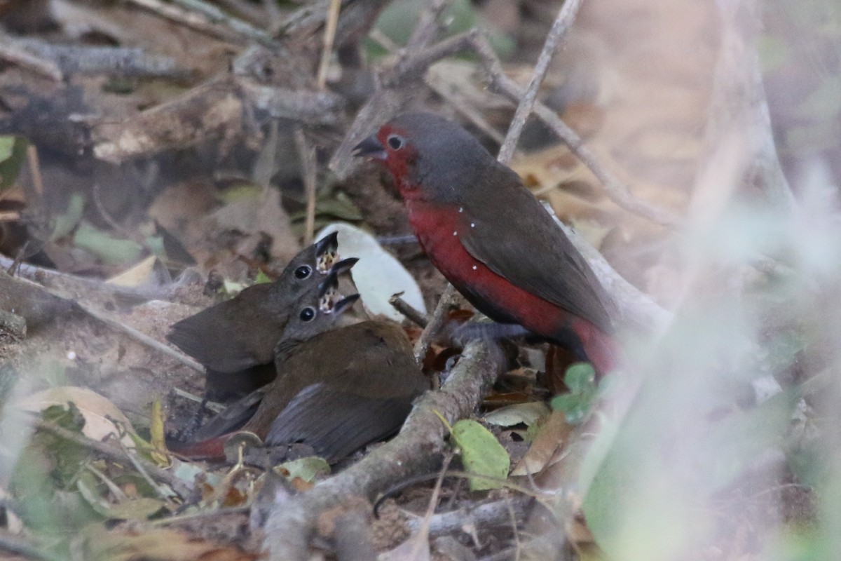 African Firefinch - Wigbert Vogeley