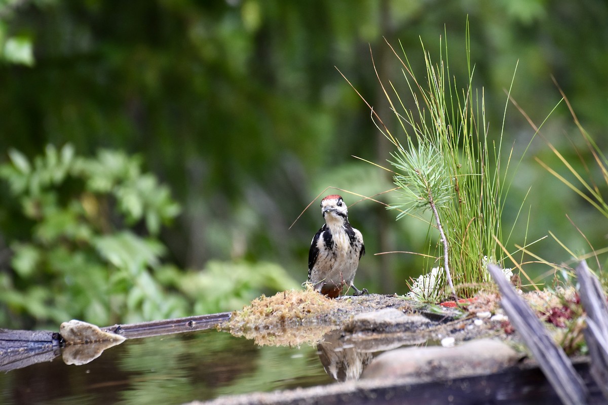 Great Spotted Woodpecker - ML622390313