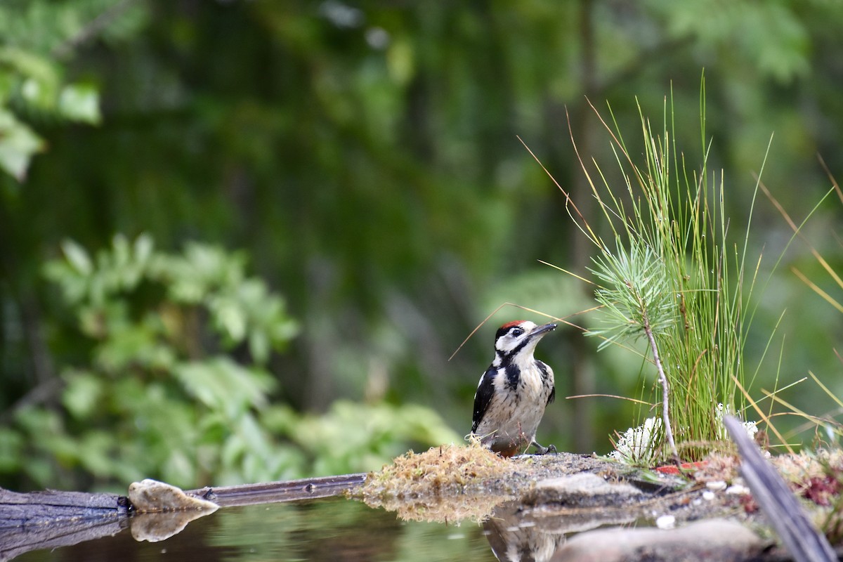 Great Spotted Woodpecker - Maximilian Weinschenk