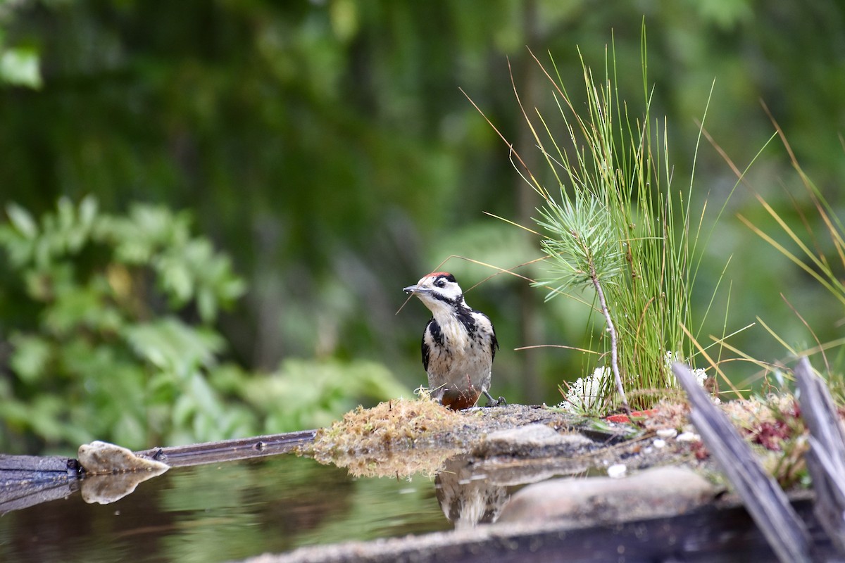 Great Spotted Woodpecker - ML622390315