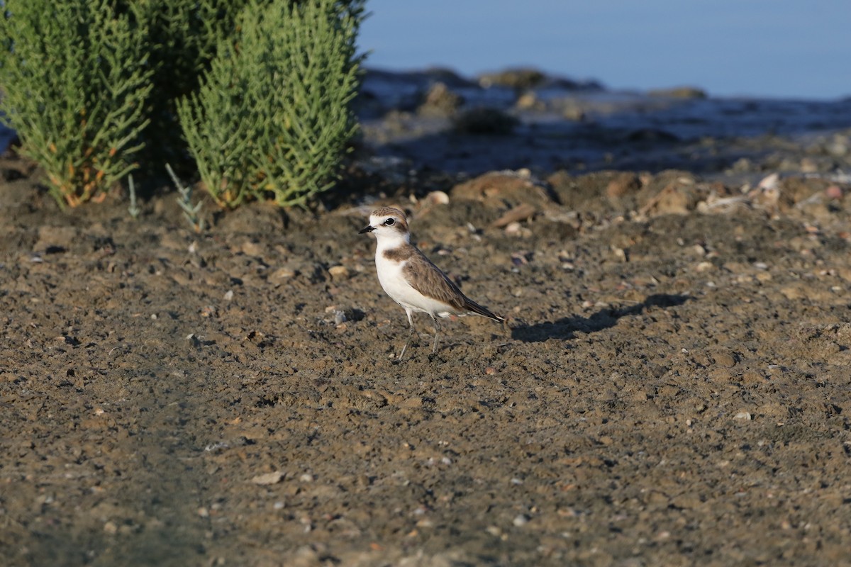 Kentish Plover - Dimitris Siolos