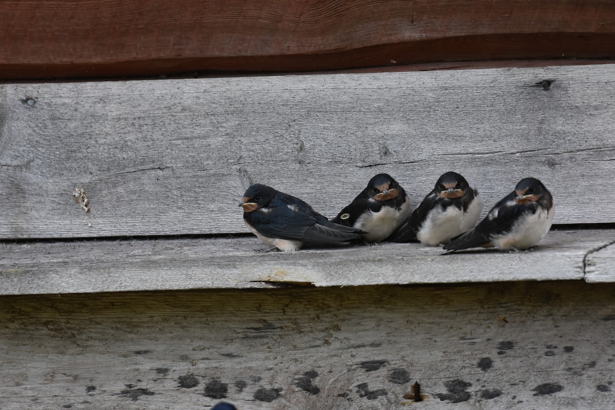 Barn Swallow - ML622390318