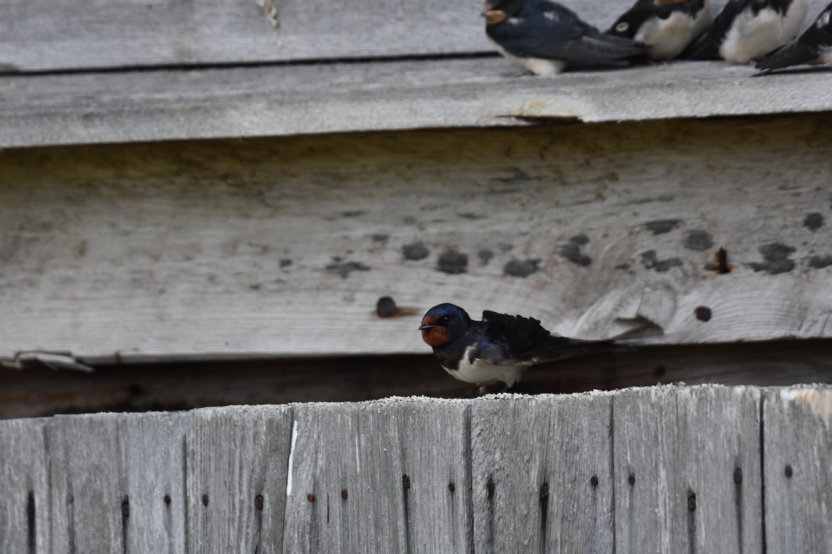 Barn Swallow - ML622390319