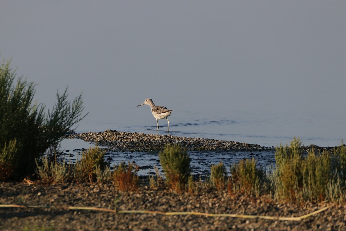 Common Greenshank - Dimitris Siolos