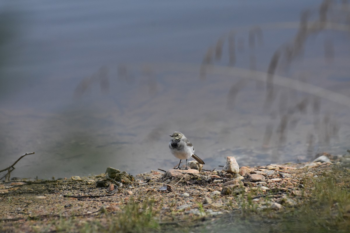 White Wagtail - ML622390322