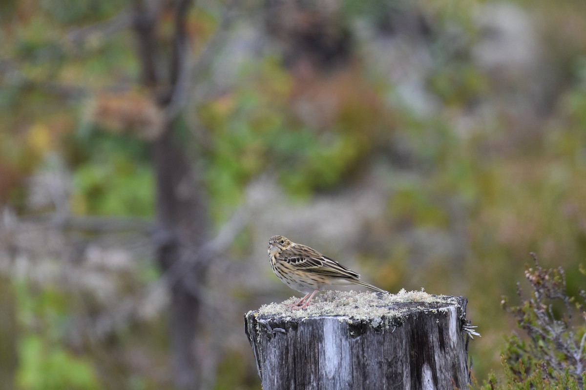 Tree Pipit - ML622390326