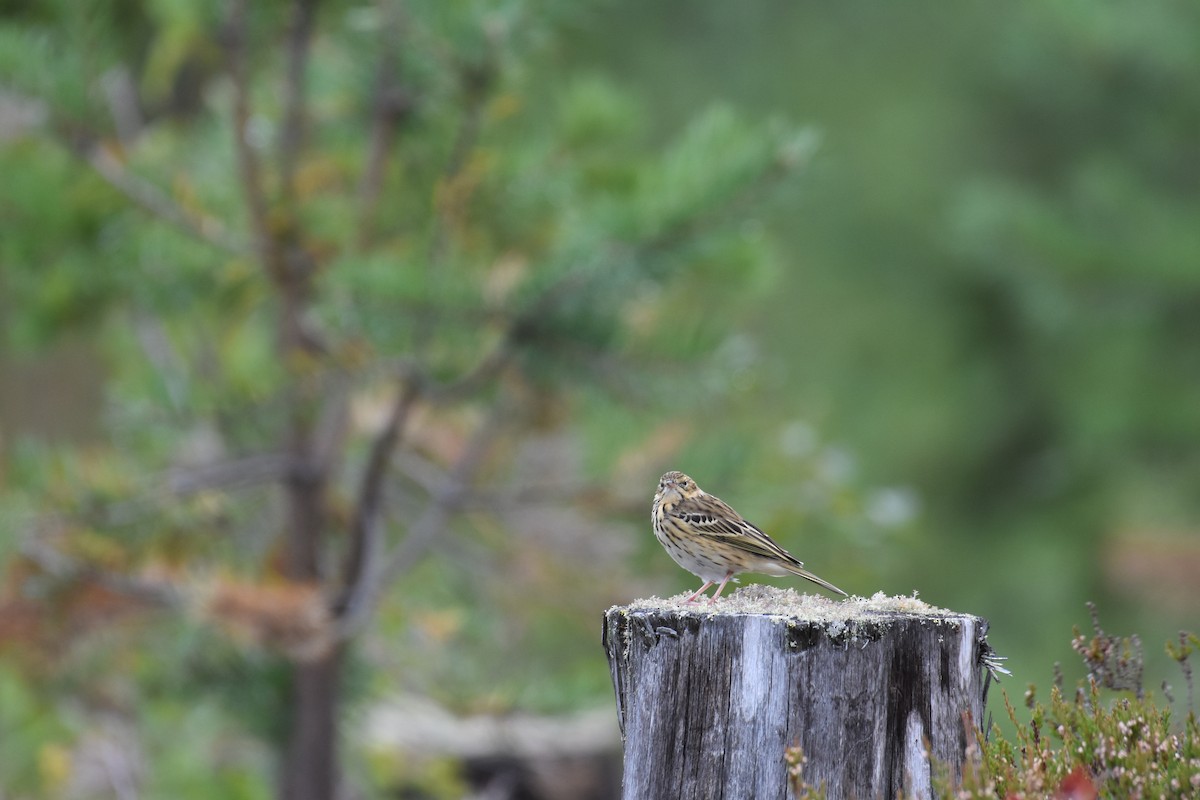 Tree Pipit - ML622390327