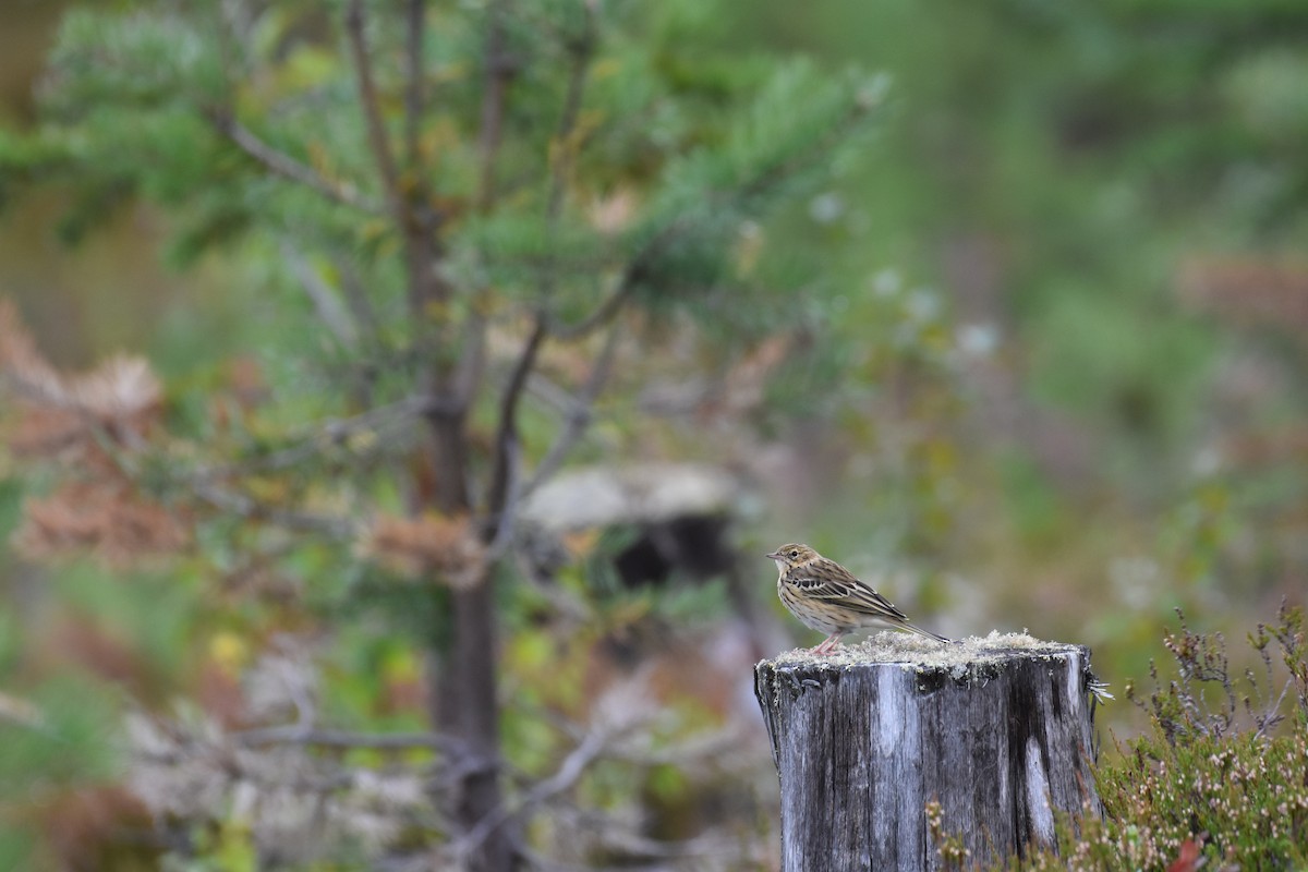 Tree Pipit - ML622390328