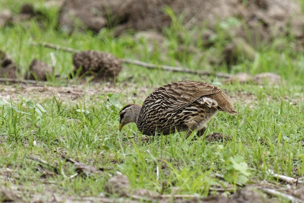 Double-spurred Spurfowl - ML622390330