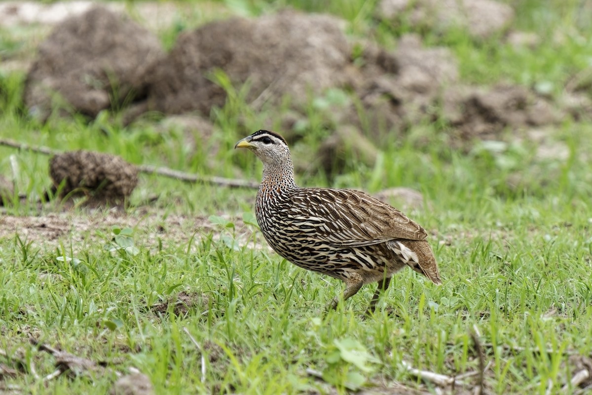 Double-spurred Spurfowl - ML622390331