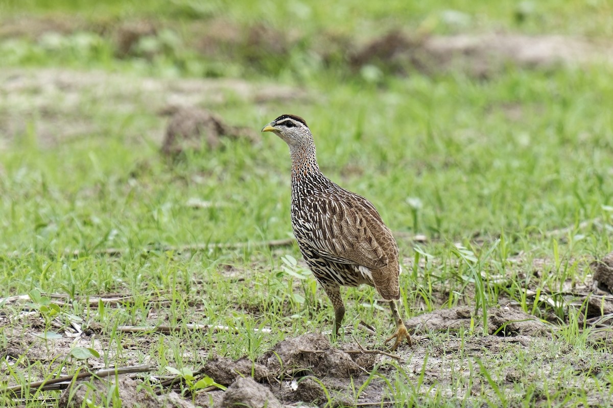 Double-spurred Spurfowl - ML622390332