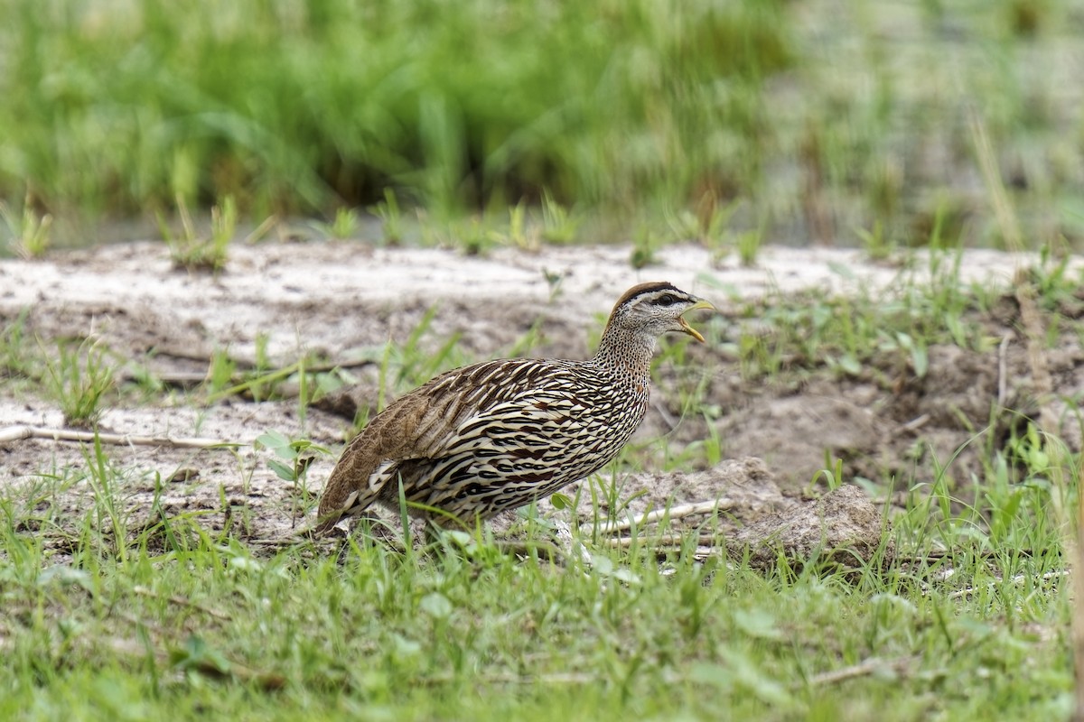 Double-spurred Spurfowl - ML622390335