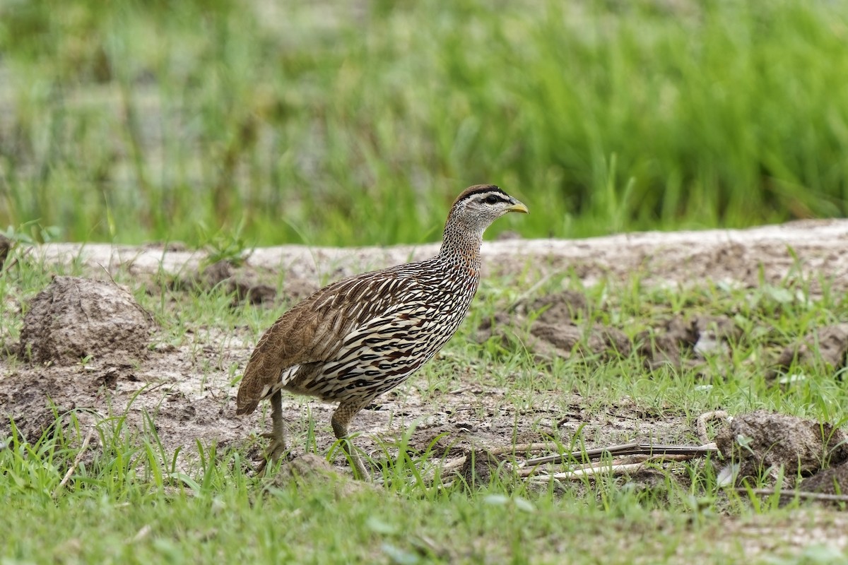 Double-spurred Spurfowl - ML622390336