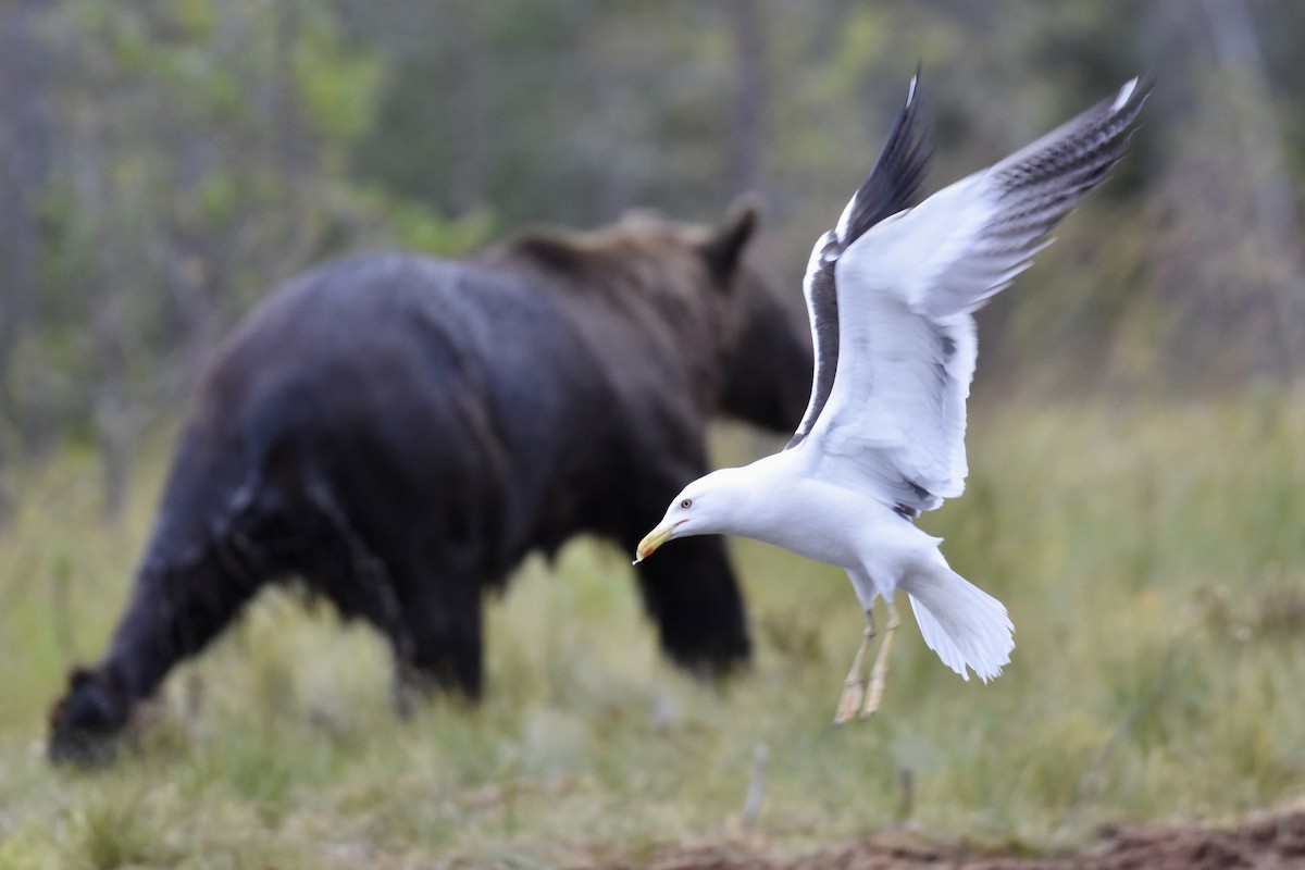 Lesser Black-backed Gull - ML622390354