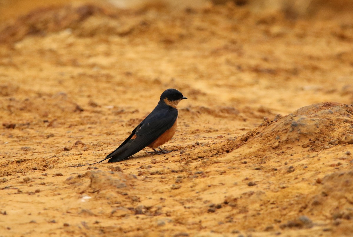 Rufous-chested Swallow - ML622390393