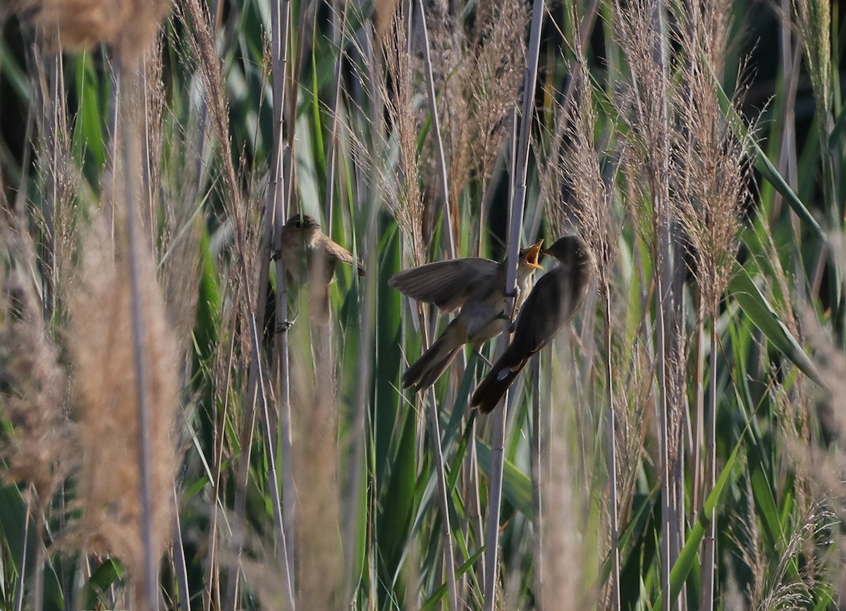 Common Reed Warbler - Dimitris Siolos