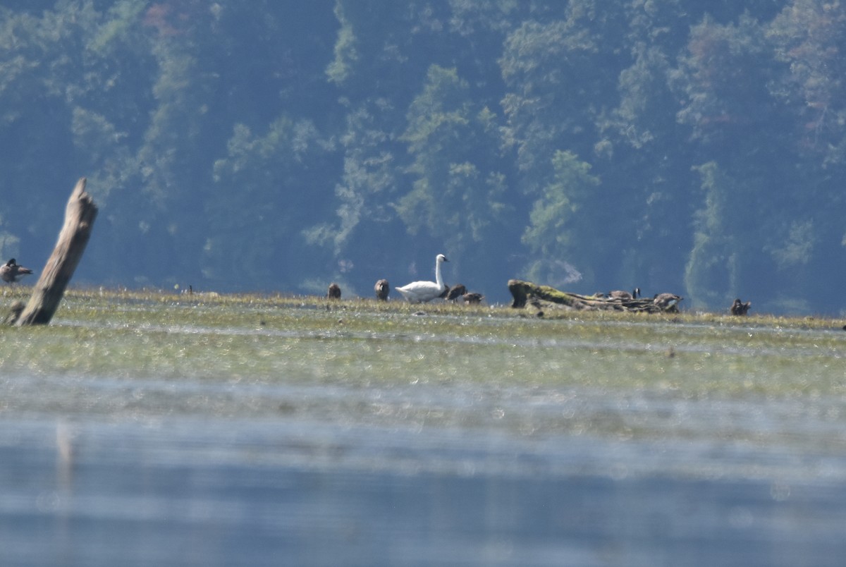 Trumpeter Swan - ML622390488