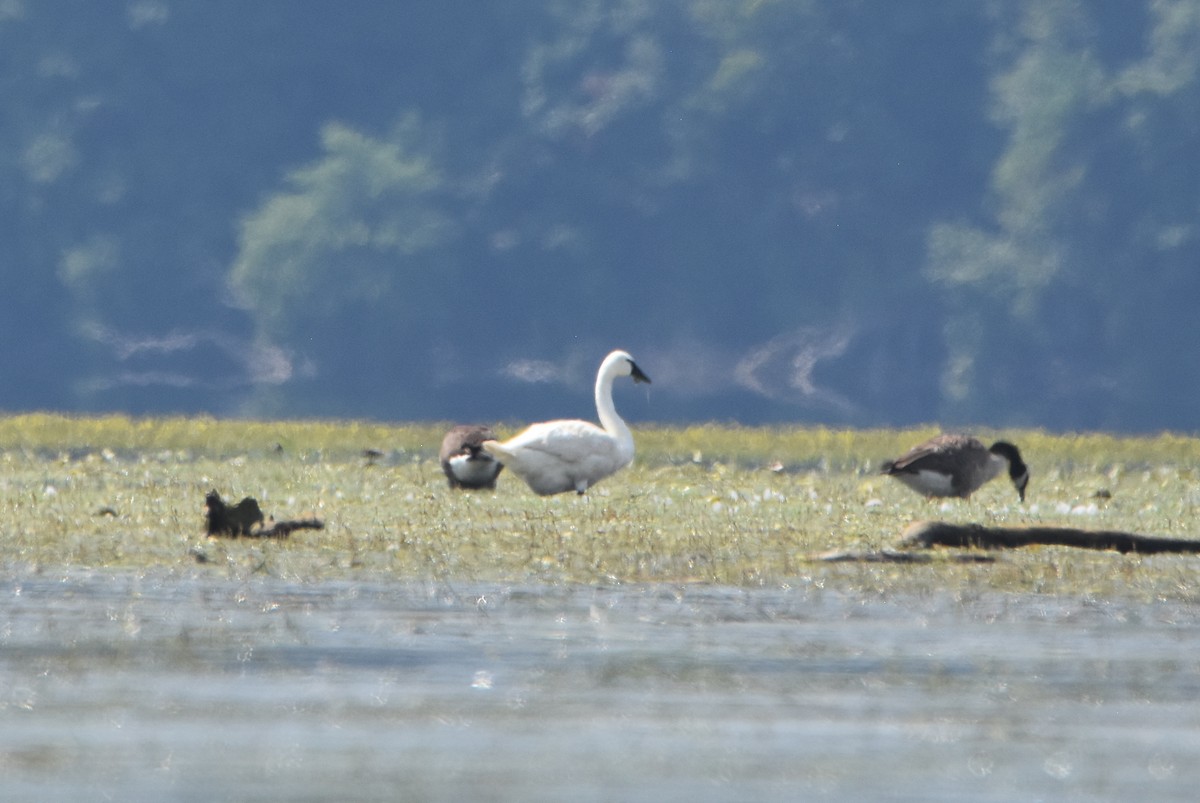 Trumpeter Swan - ML622390489