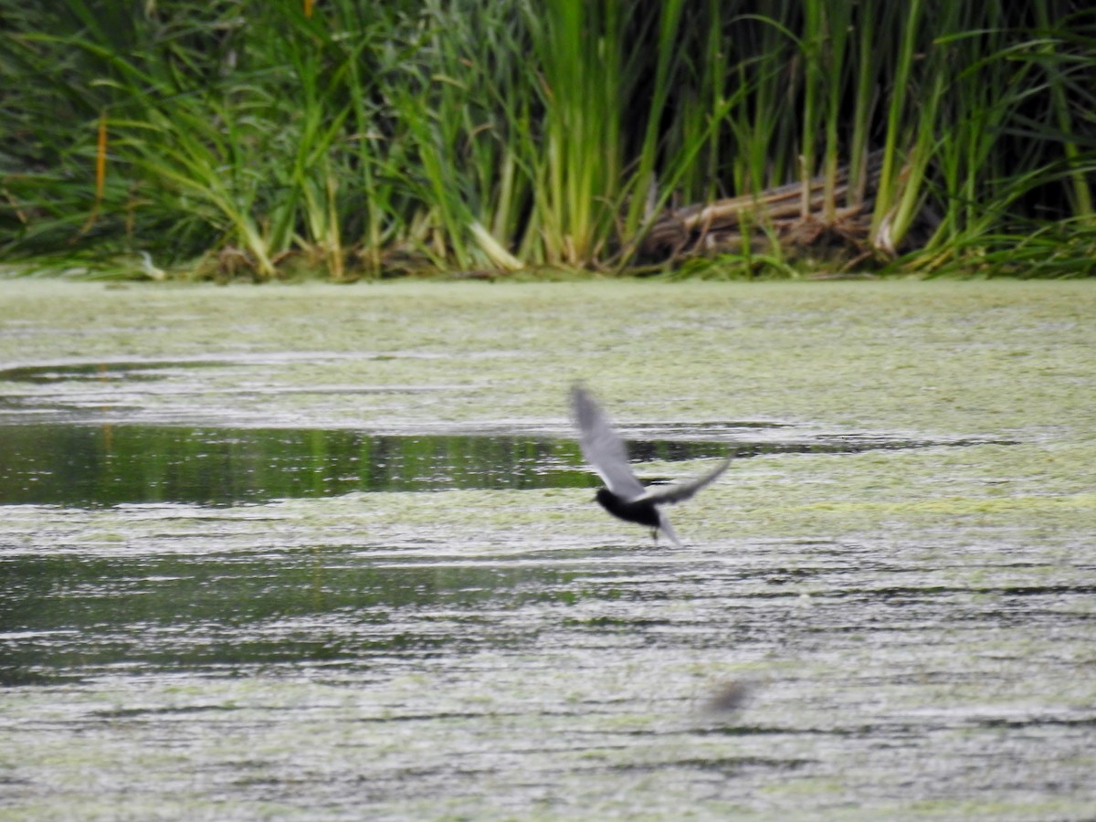 Black Tern - ML622390541