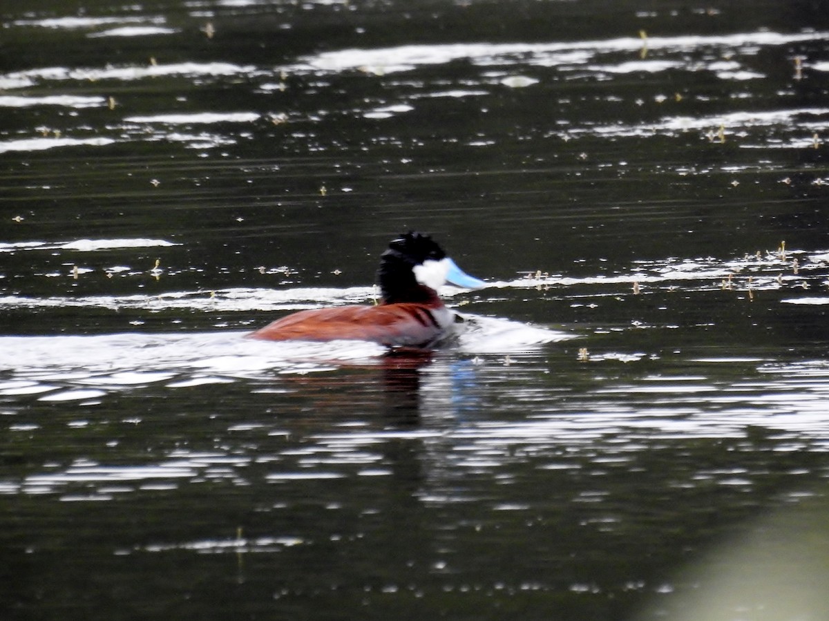 Ruddy Duck - ML622390547