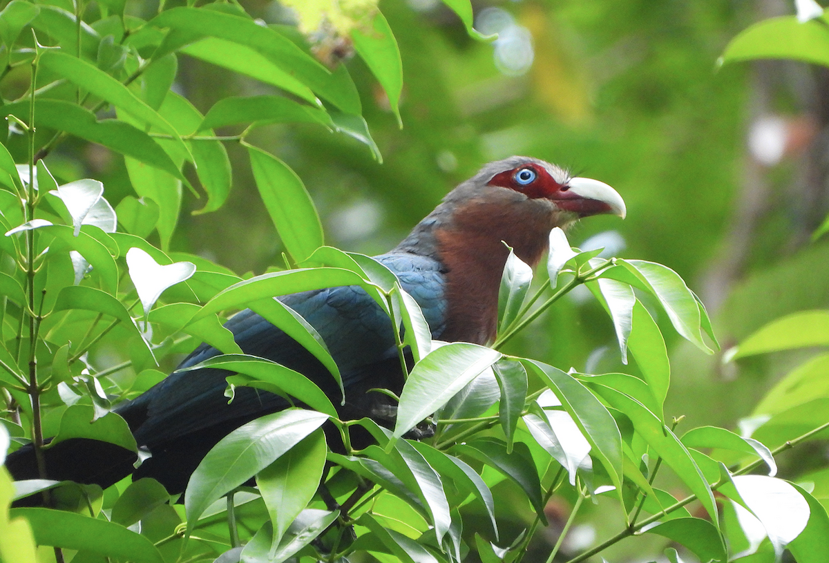 Chestnut-breasted Malkoha - ML622390556