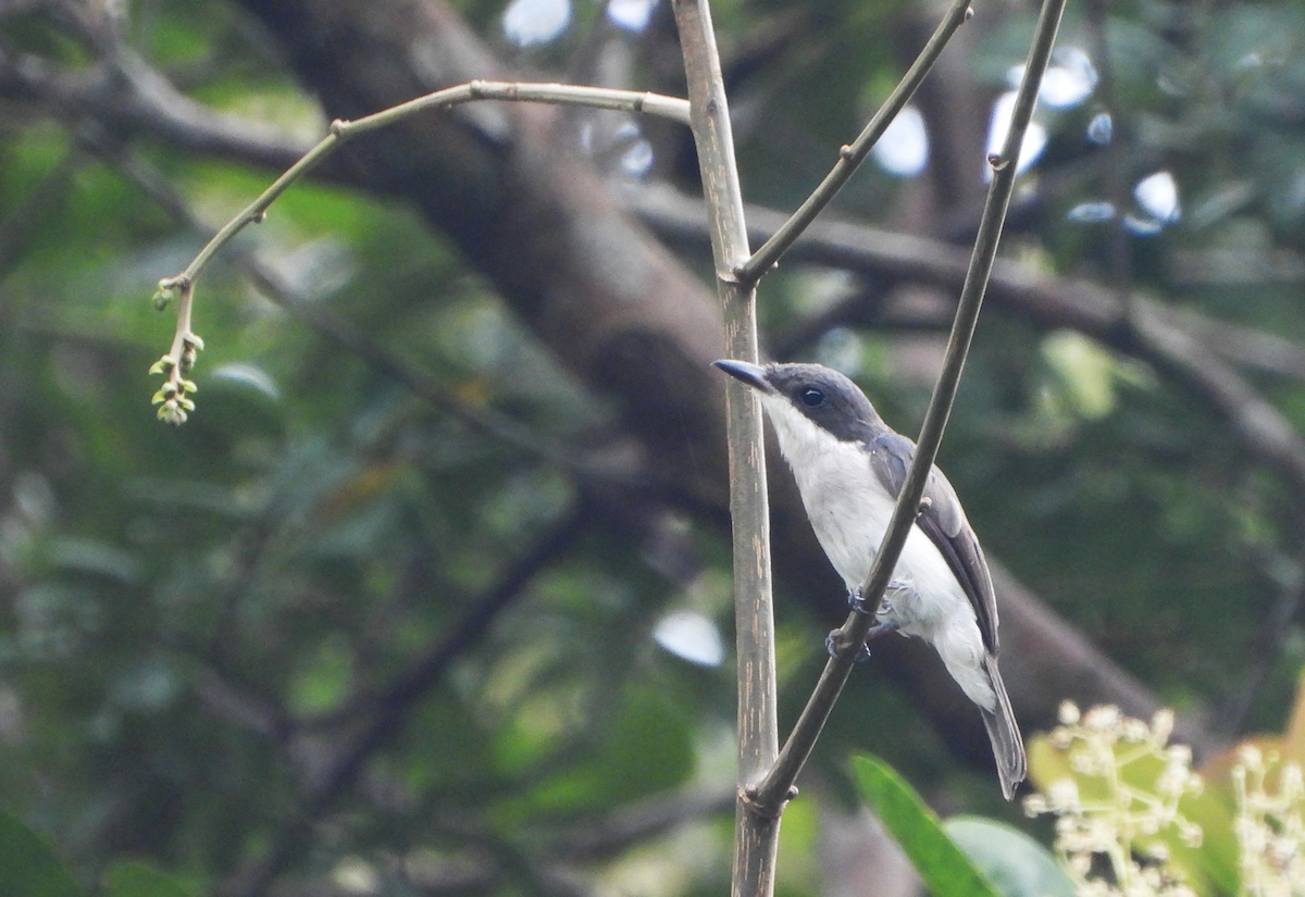 Black-winged Flycatcher-shrike - ML622390573