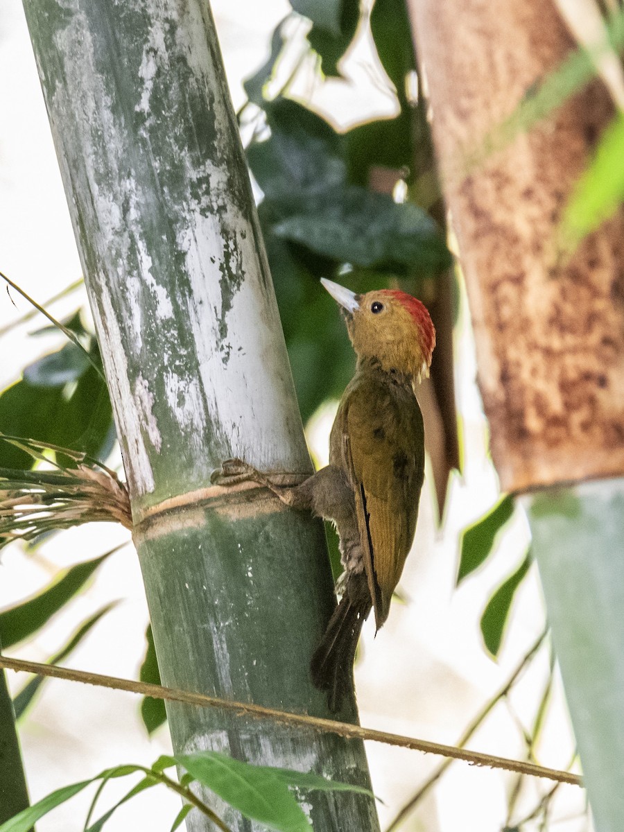 Bamboo Woodpecker - ML622390643