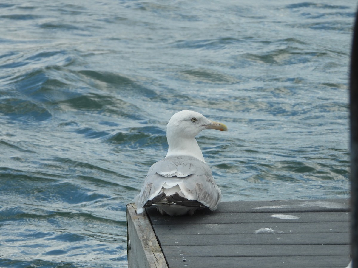 Herring Gull (American) - Kent Millham