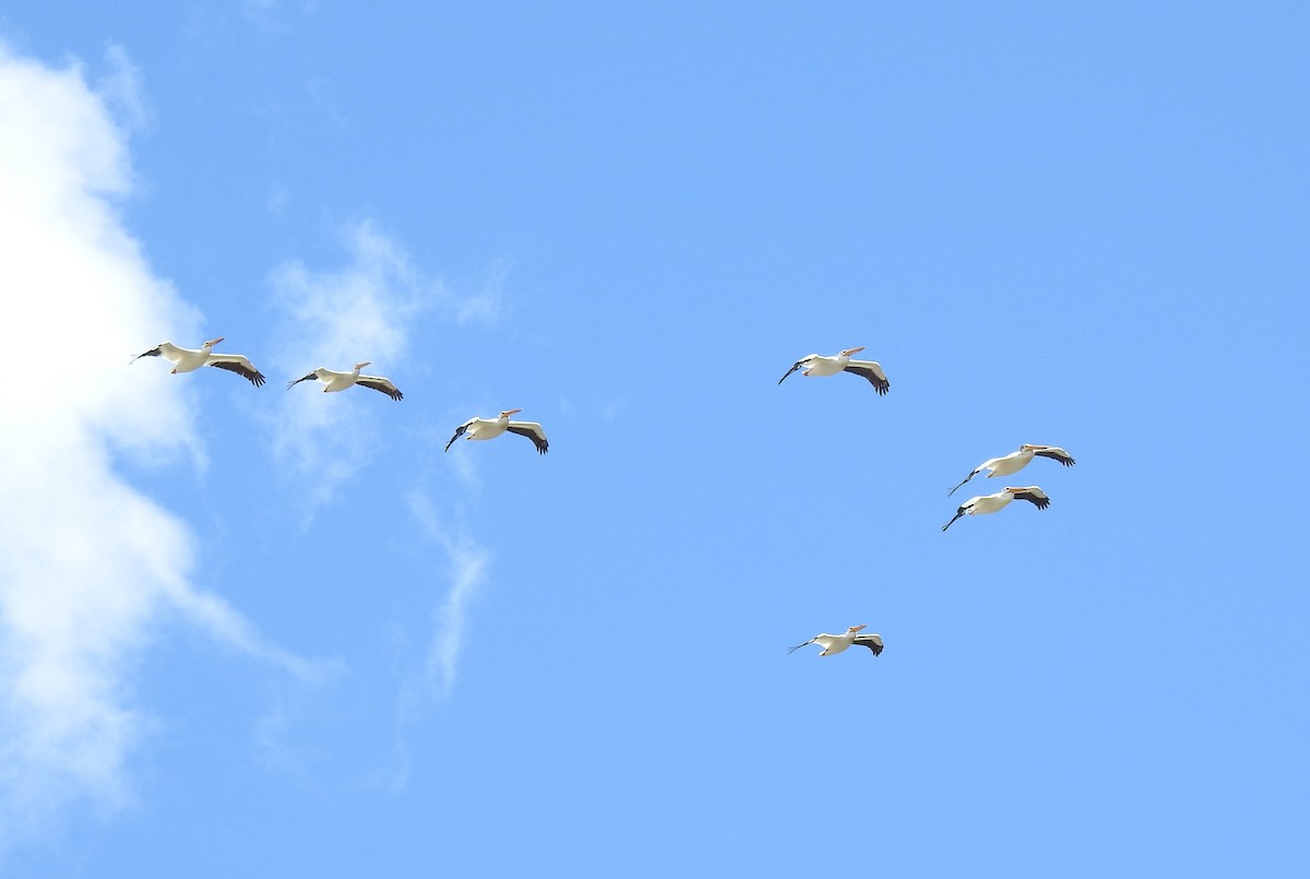 American White Pelican - ML622390786