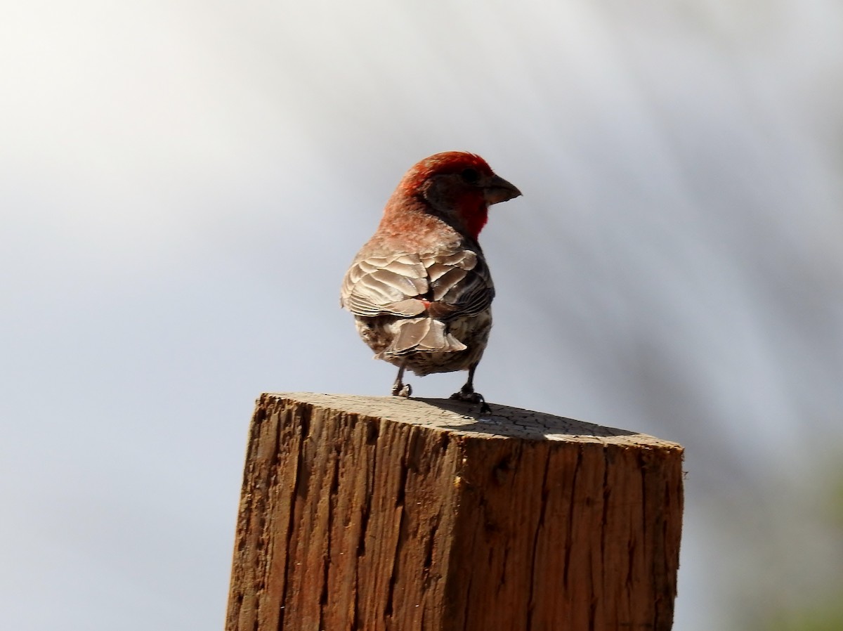 House Finch - ML622390811