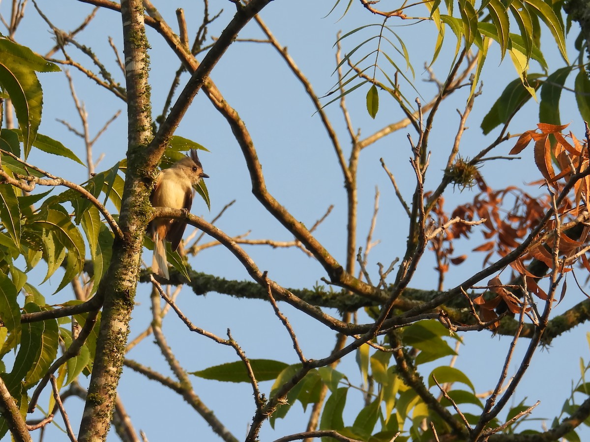 Black-crested Titmouse - ML622390842