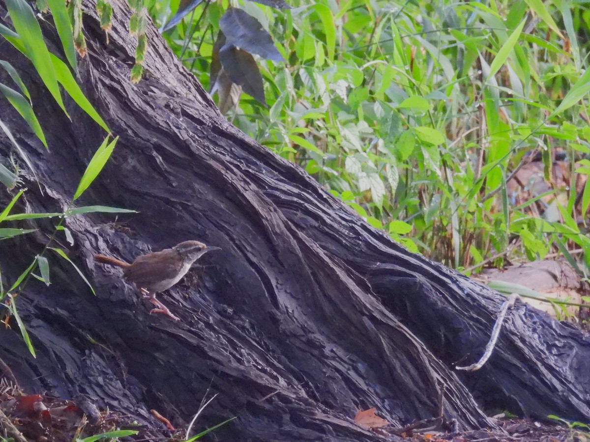 Carolina Wren - ML622390858