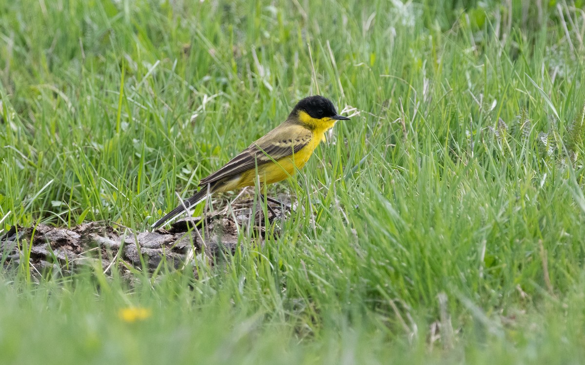 Western Yellow Wagtail (feldegg) - ML622390995