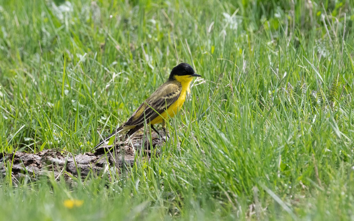 Western Yellow Wagtail (feldegg) - ML622390996