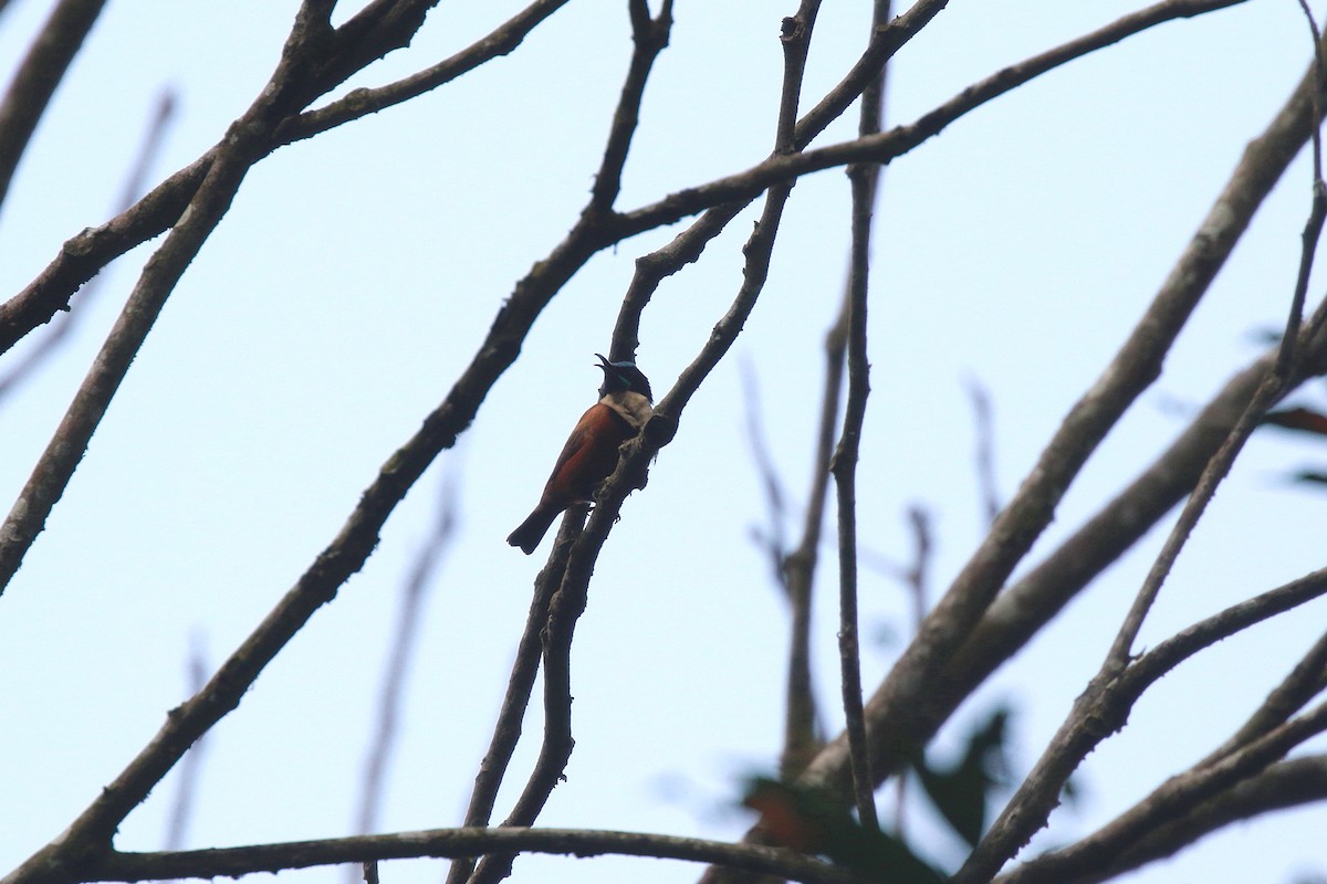 Buff-throated Sunbird - ML622391079