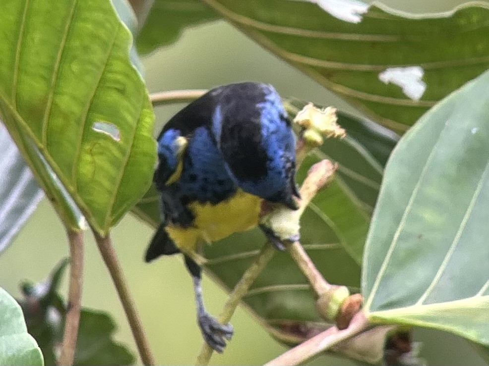 Turquoise Tanager - ML622391080