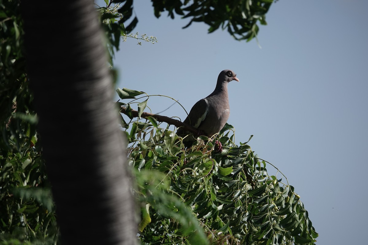 Bare-eyed Pigeon - ML622391119