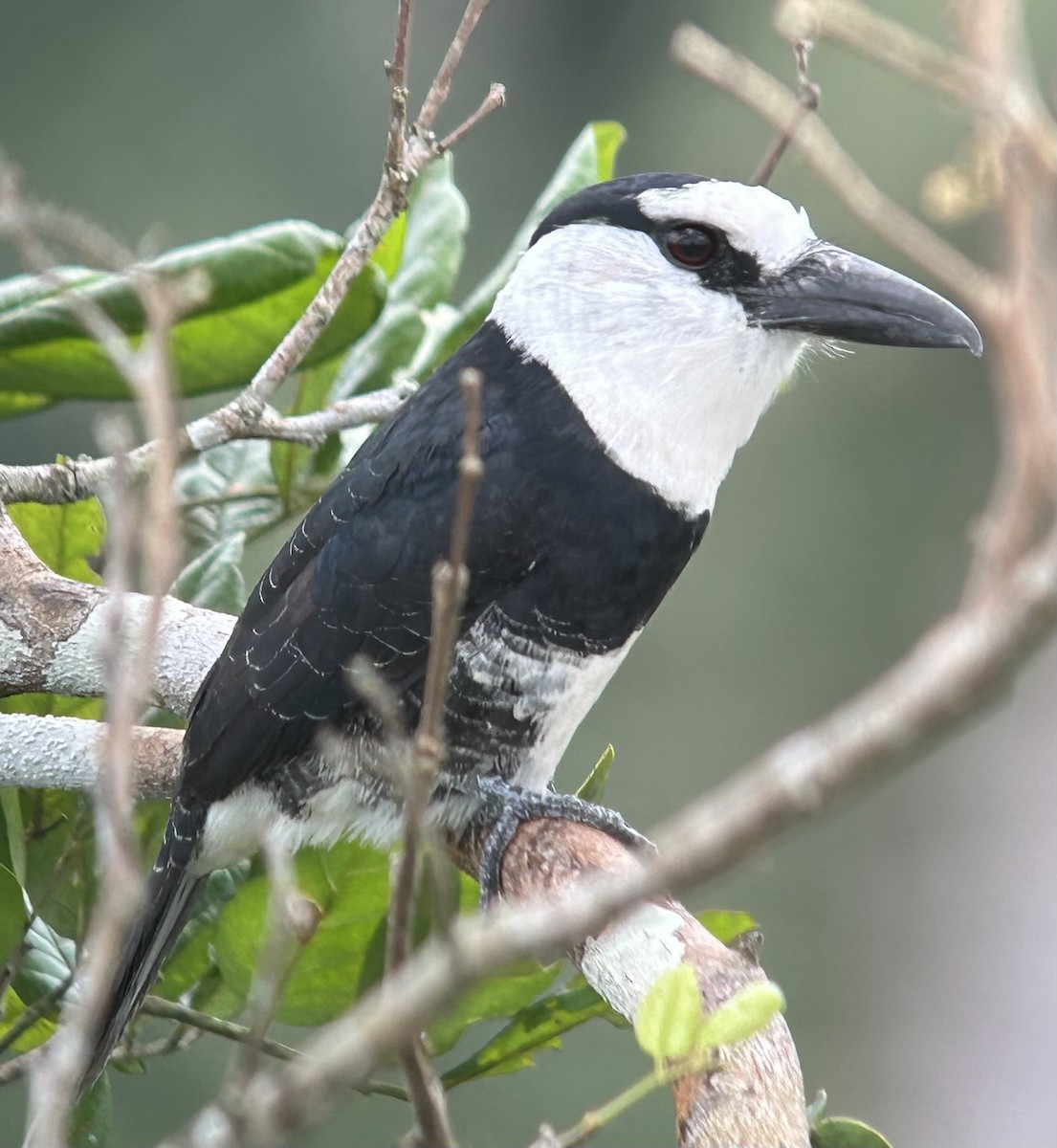 White-necked Puffbird - ML622391170