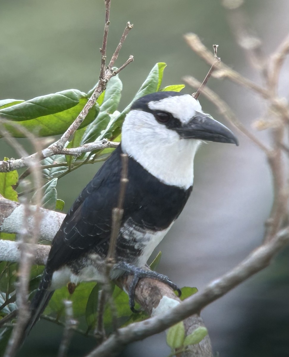 White-necked Puffbird - ML622391171