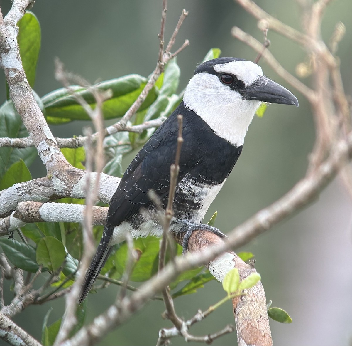 White-necked Puffbird - ML622391172