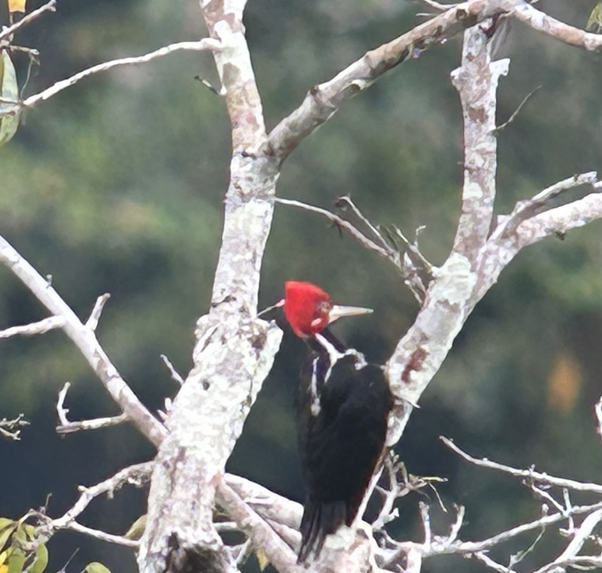 Crimson-crested Woodpecker - ML622391231