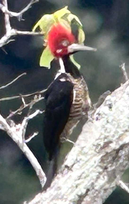 Crimson-crested Woodpecker - ML622391232