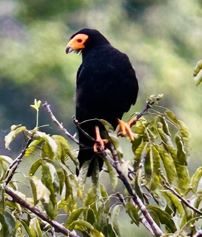 Black Caracara - ML622391239