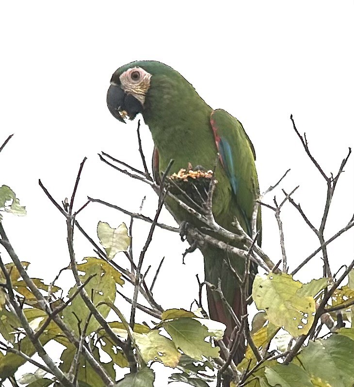 Chestnut-fronted Macaw - ML622391270